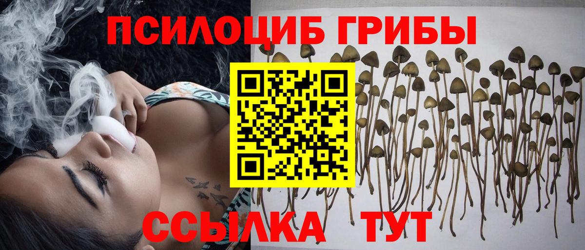 Псилоцибиновые грибы Psilocybe Кудымкар